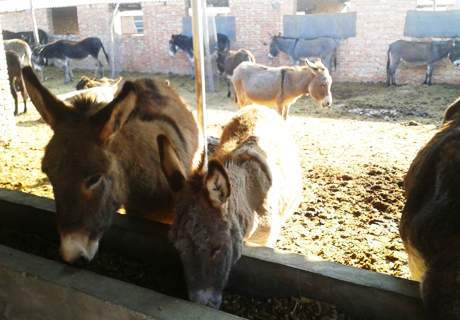 西北地区新疆驴的饲养繁殖管理技术