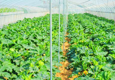 菜农种植蔬菜大棚，夏季棚内气温超40℃，降温措施有必要