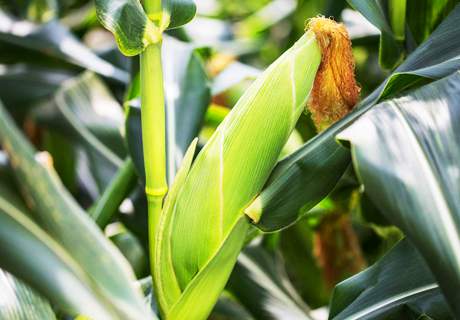 (视频)粮农种植玉米, 发生纹枯病识别与高效防治