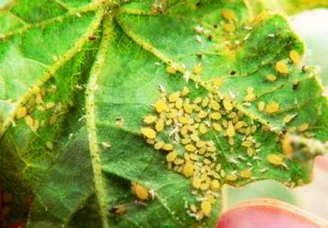 棉田种植棉花，发生蚜虫该如何防治