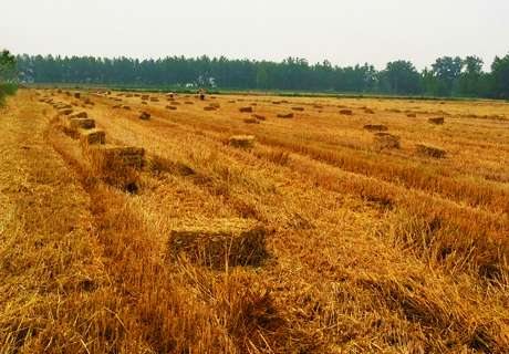 农村近一步处理小麦秸秆也将有补贴，你知道吗？