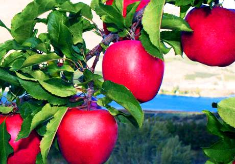 果农种植苹果树，膨大期如何施肥？