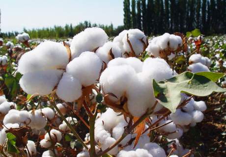 棉农种植棉花及时打顶、整枝，田间管理很重要