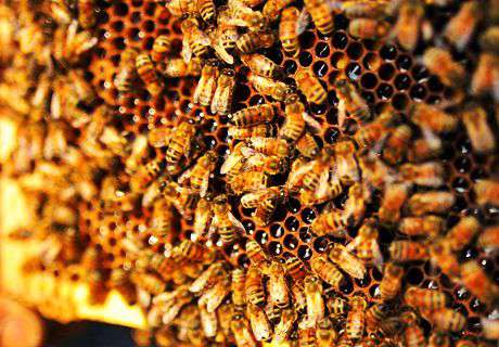 农村养殖蜜蜂时，造成不造脾的原因及应对方法