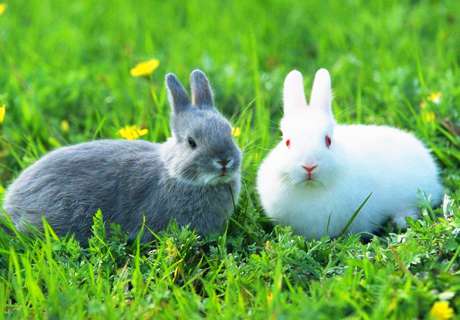 农村养殖兔子时，流白鼻涕连续打喷嚏是什么原因？