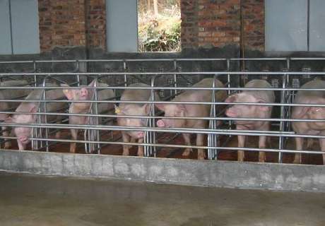 农村养殖，秋季是养猪的黄金时期重管理、重防病、重饲喂