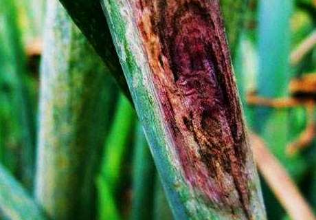 菜农种植大葱，近期发生紫斑病该如何防治？