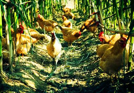 农村养鸡场，养殖蛋鸡采食习性如何变化