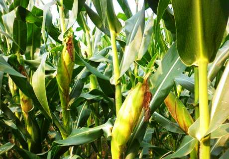 粮农种植玉米，想要高产一年浇水几次是关键！