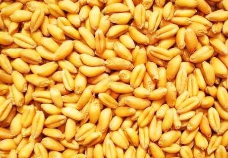 农户种植冬小麦，近期小麦拌种选择药剂要当心