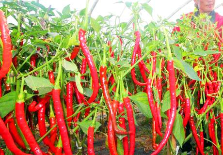 菜农种植辣椒，要加强苗期管理避免落花落果
