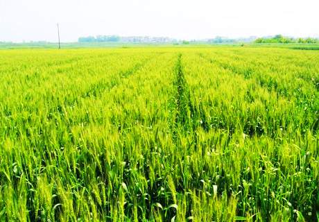 粮农种植小麦药剂防治地下害虫关键措施