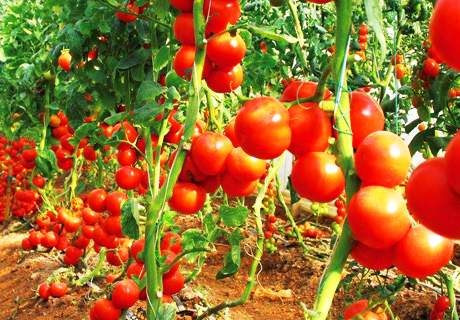 菜农种植番茄西红柿，田间苗期要以农业防治为主