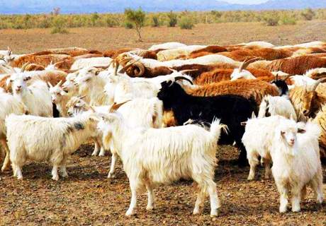农村养羊常见的羊病问题及解决方法