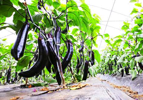 菜农种植越冬茬茄子，选择品种育苗定植整枝都要注意