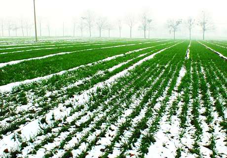 农村种植冬小麦，冬季除草药剂要这么用！