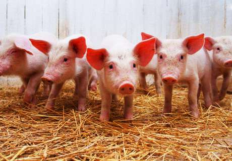 农村养殖家猪，放养散养管理方法