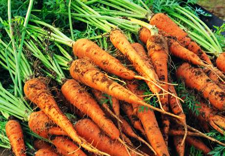菜农种植早春萝卜，发生糠心原因及注意要点