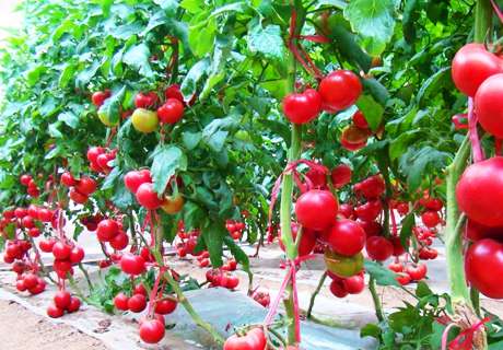 菜农种植西红柿，夏季整枝要注意