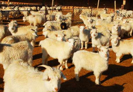 农村养殖场，科学养羊这几个方法注意点