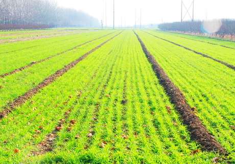 农村种植冬春小麦，发生死苗原因及科学预防方法 
