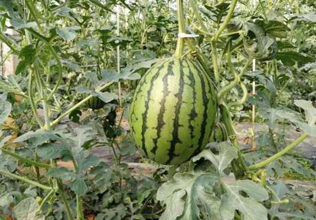 果农种植瓜果，提高瓜果类种子发芽率方法