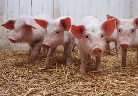 农村养殖场冬季养猪，猪舍潮湿注意这些高效方法