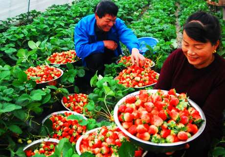 农村种植大棚草莓，春季田间管理注意这几点