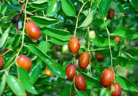 果农种植枣树，适时喷施叶面肥高产早丰收