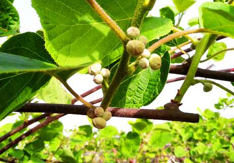 果农种植猕猴桃，春季抹芽操作技术要点