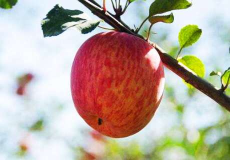 果农种植苹果树，夏季修剪要注意