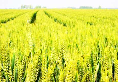 粮农种植小麦，认识什么是小麦“一喷三防”？