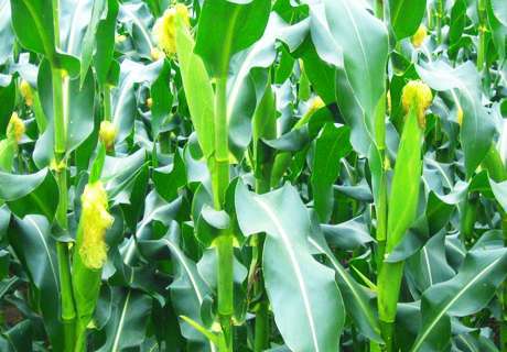 粮农种植玉米，增产施肥有技巧