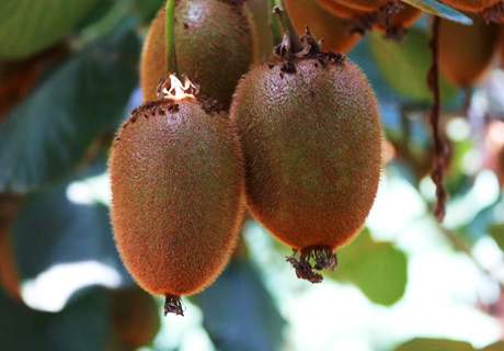 陕西周至翠香猕猴桃成熟采摘了，现在都是新鲜鲜果
