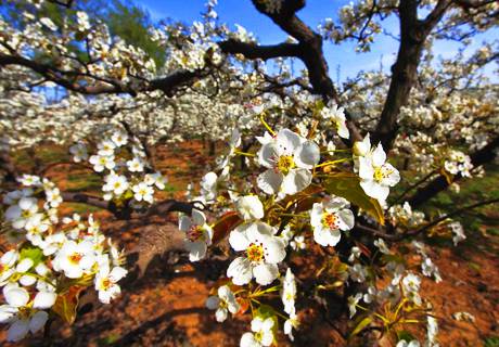 果农种植梨树，冬春季一二月果园如何管理