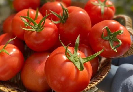 陕西泾阳普罗旺斯水果西红柿沙瓤自然成熟小番茄  