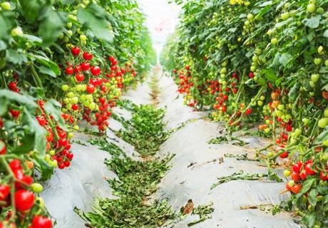 菜农种植大棚番茄西红柿，想高产施肥是重点